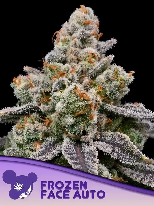 Frozen Face Auto Autoflower by Anesia Seeds