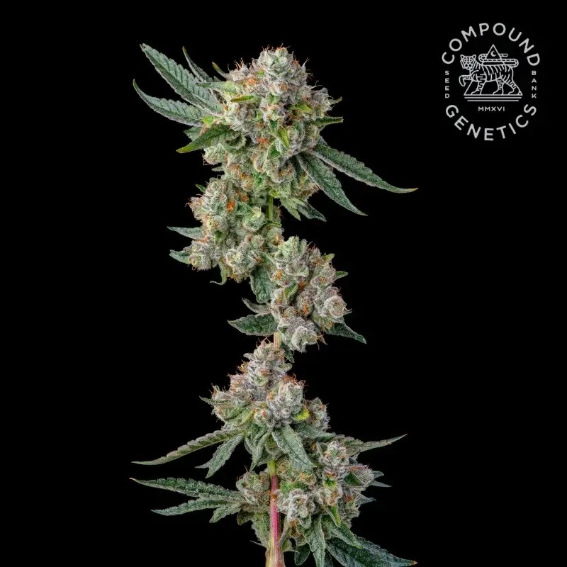 Glue31 Feminized by Compound Genetics