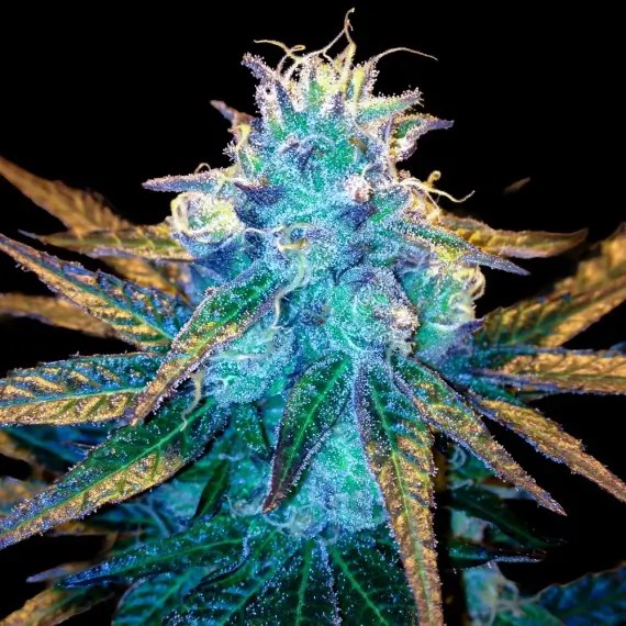 Honey Banana S1 Feminized by DNA Genetics