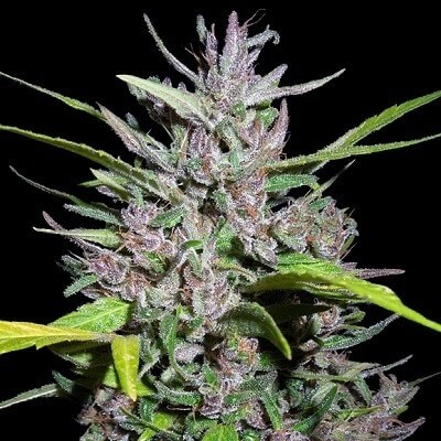 Honduras x Panama Regular by Ace Seeds