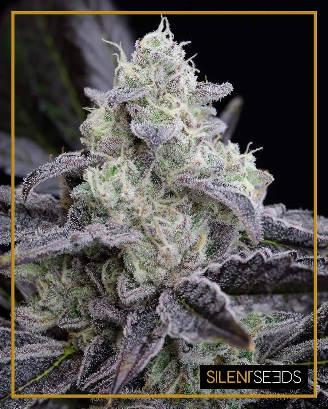 L.A. Vanilla Cake Feminized by Silent Seeds