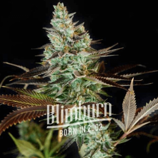 Clementine Feminized by Blimburn Seeds