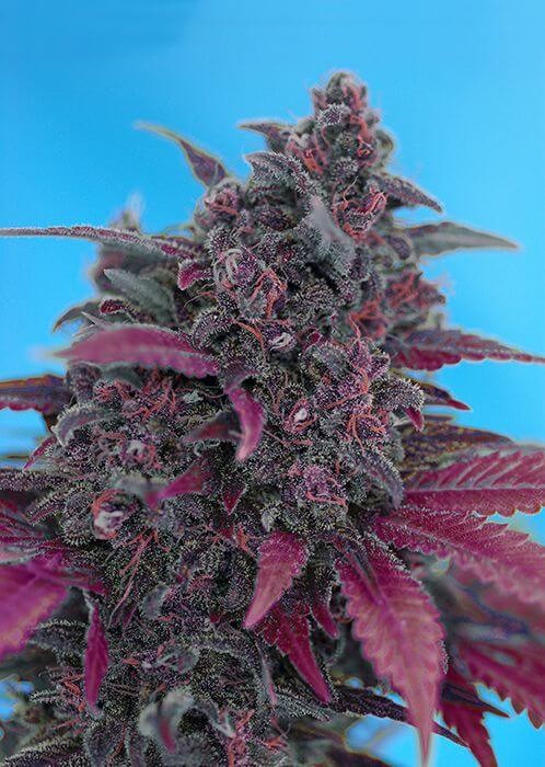 Dark Devil Autoflower by Sweet Seeds