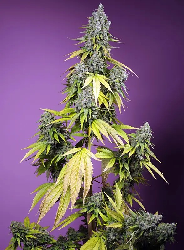 Jet Fuel Mandarine XL Auto Autoflower by Sweet Seeds