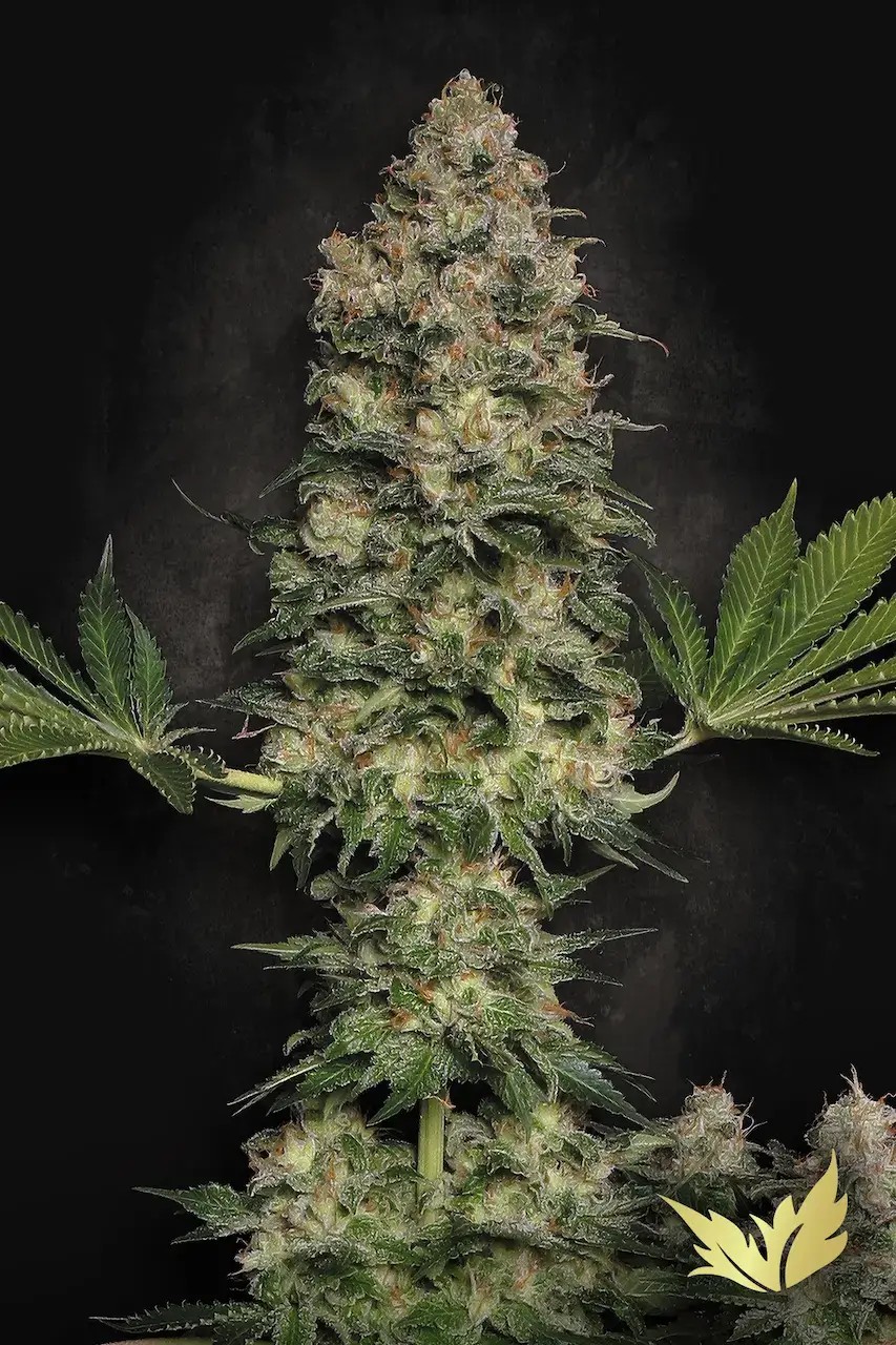 Jacky White Feminized by Paradise Seeds