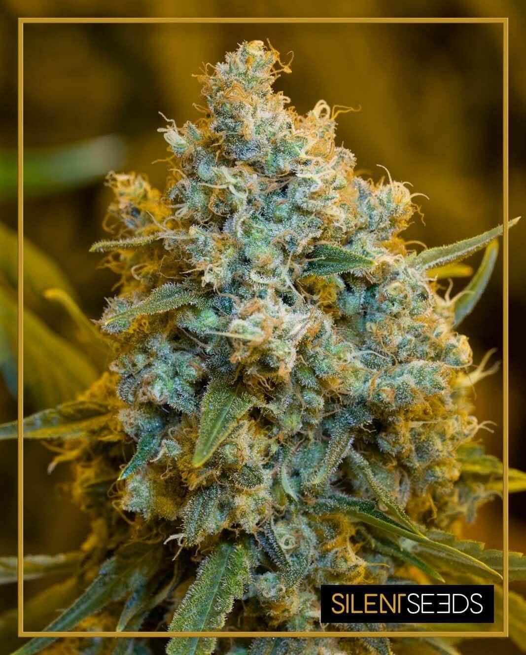 Critical Jack Feminized by Silent Seeds