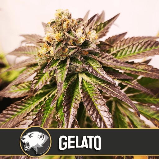 Gelato Feminized by Blimburn Seeds