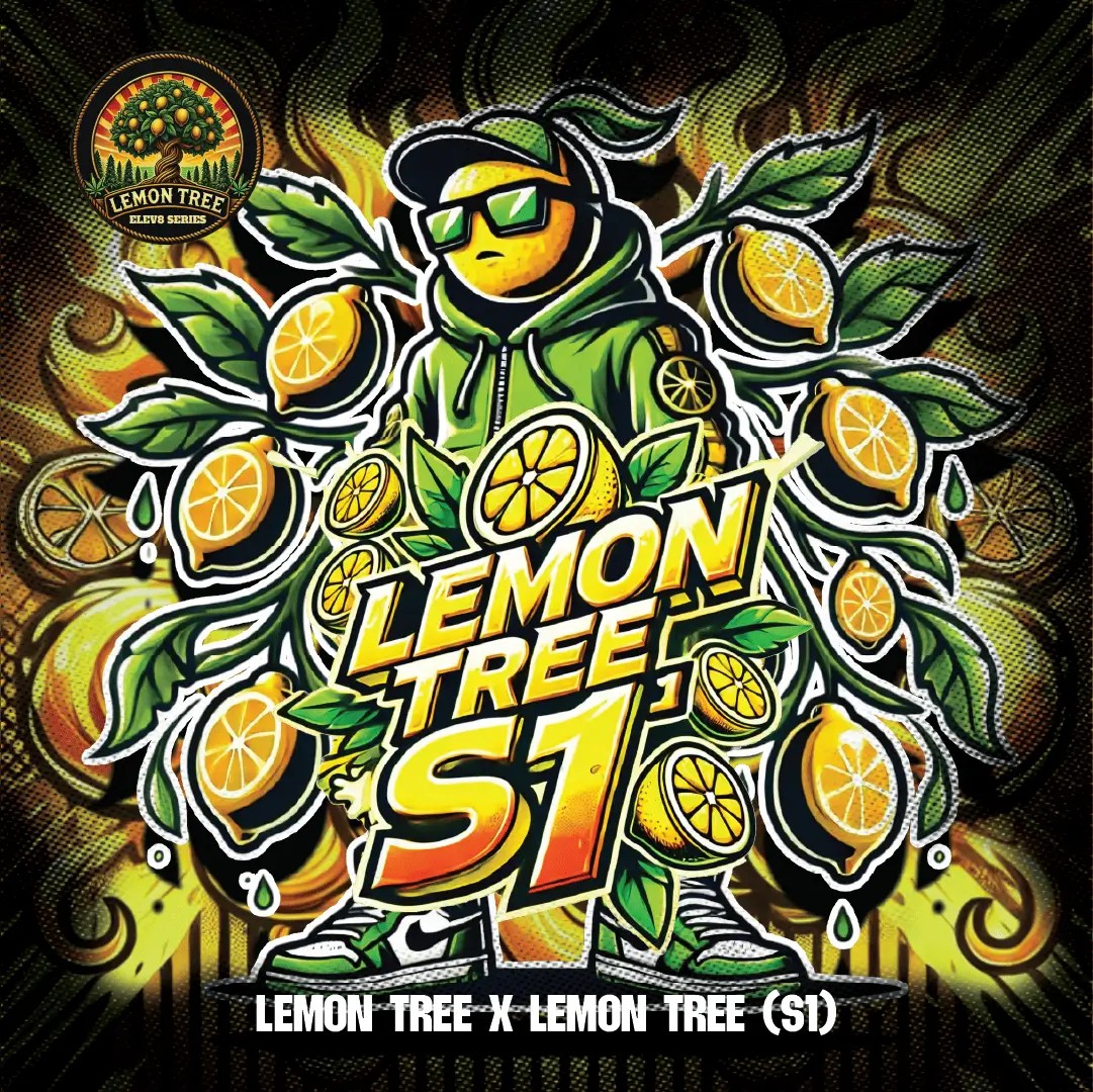 Lemon Tree S1 Feminized by Elev8 Seeds