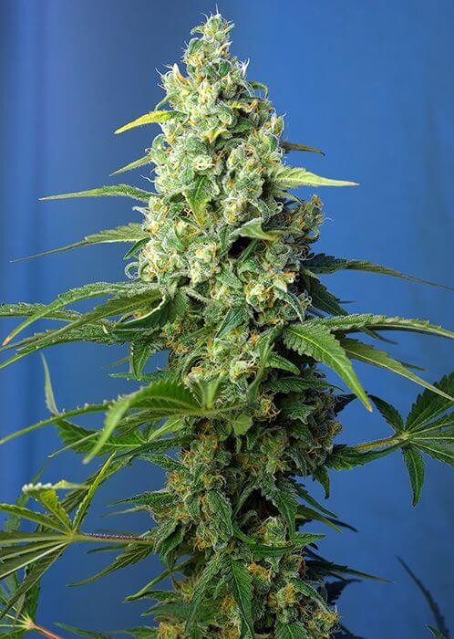 Honey Peach Auto CBD Autoflower by Sweet Seeds