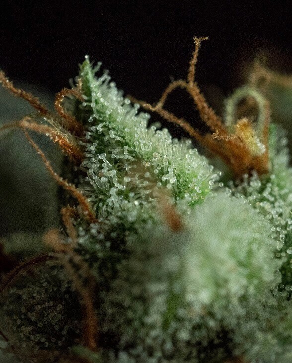 G.O.S Regular by R-Kiem Seeds