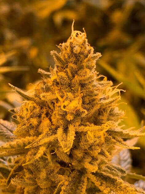 Hibiscus Regular by R-Kiem Seeds