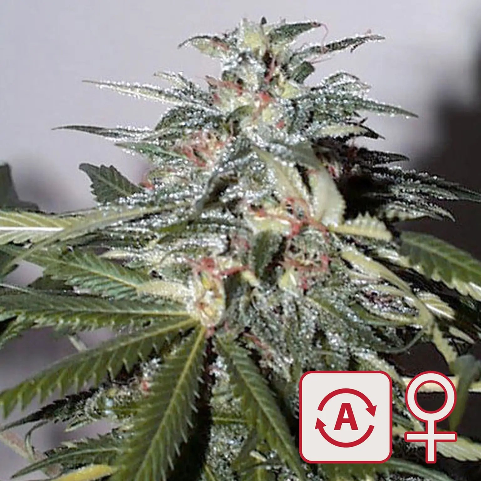 K.C. 51 Auto Autoflower by K.C. Brains
