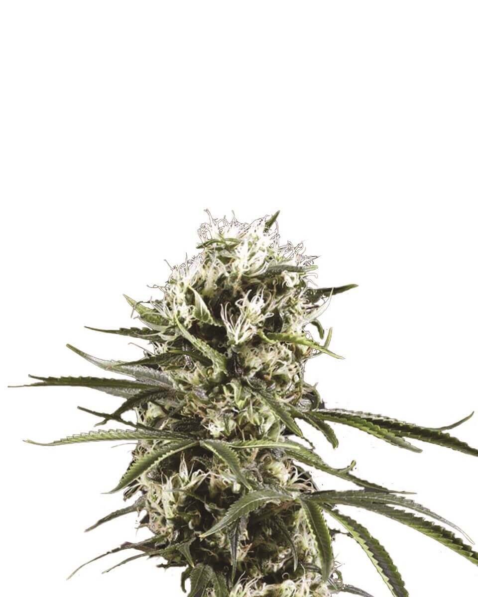 Lemon OG Haze Auto Autoflower by Nirvana