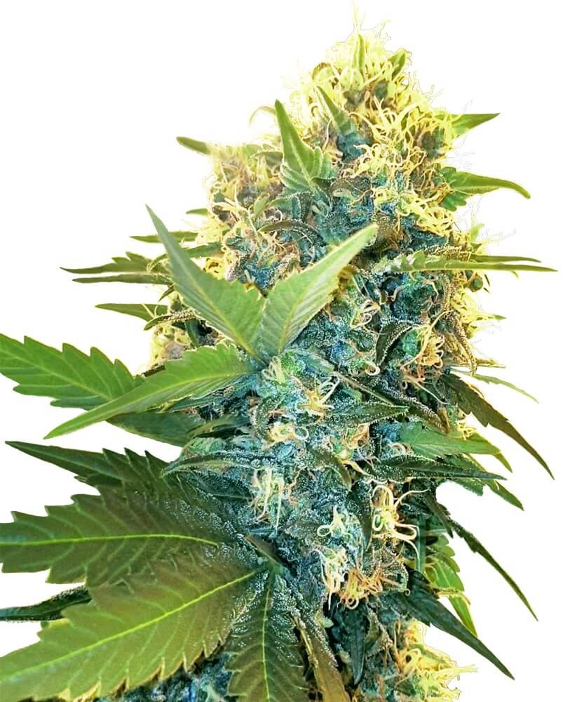 Double Kush Cake Feminized by Sensi Seeds
