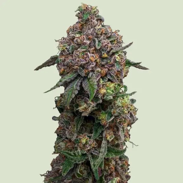 Cosmic Cheddar F1 Feminized by Royal Queen Seeds