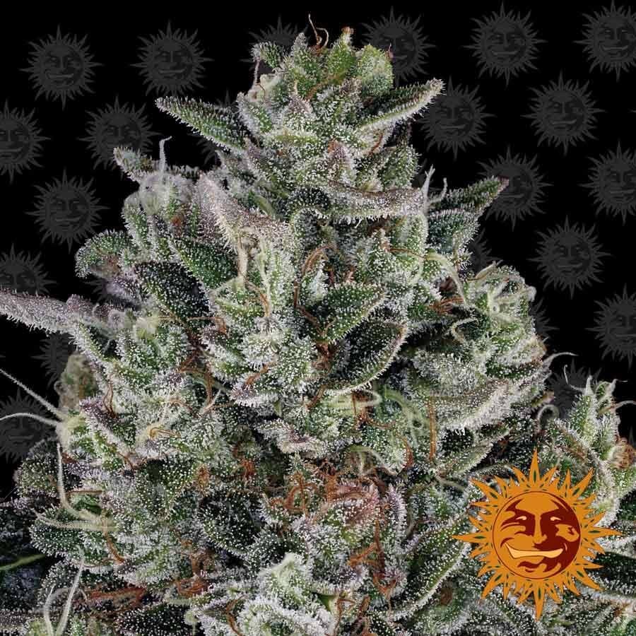 Glookies Feminized by Barneys Farm