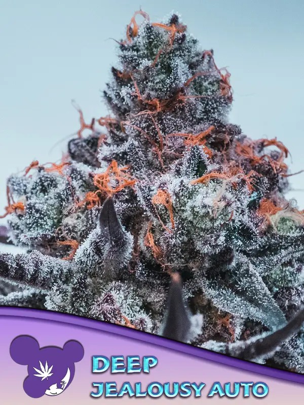 Deep Jealousy Auto Autoflower by Anesia Seeds