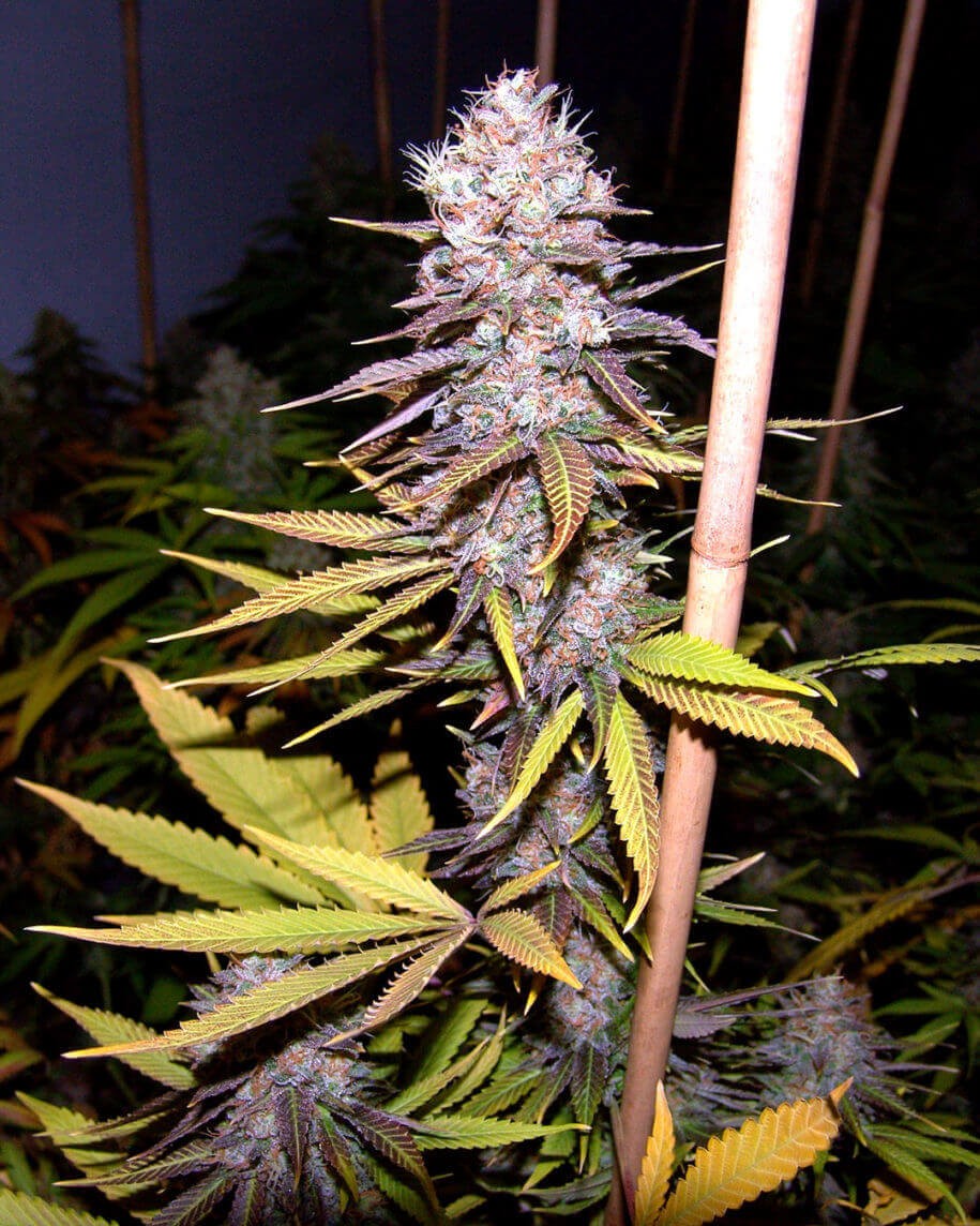 Lavender Feminized by Soma Seeds