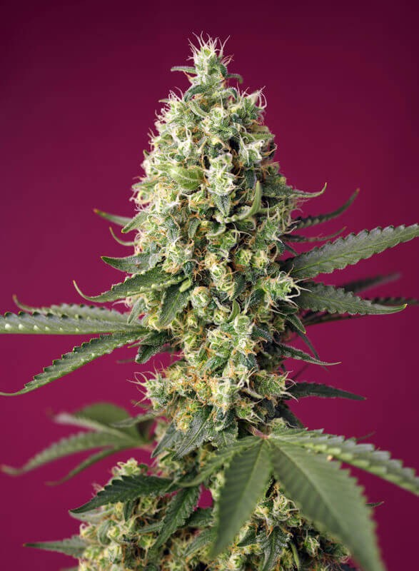 Skywalker Og Runtz XL Auto Autoflower by Sweet Seeds