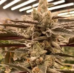 King Kush Breath Feminized by In House Genetics