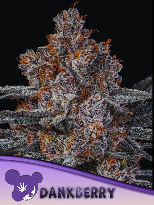 Dankberry Feminized by Anesia Seeds