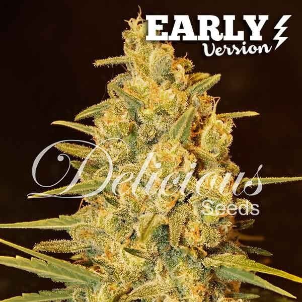 Critical Sensi Star Early Version Feminized by Delicious Seeds