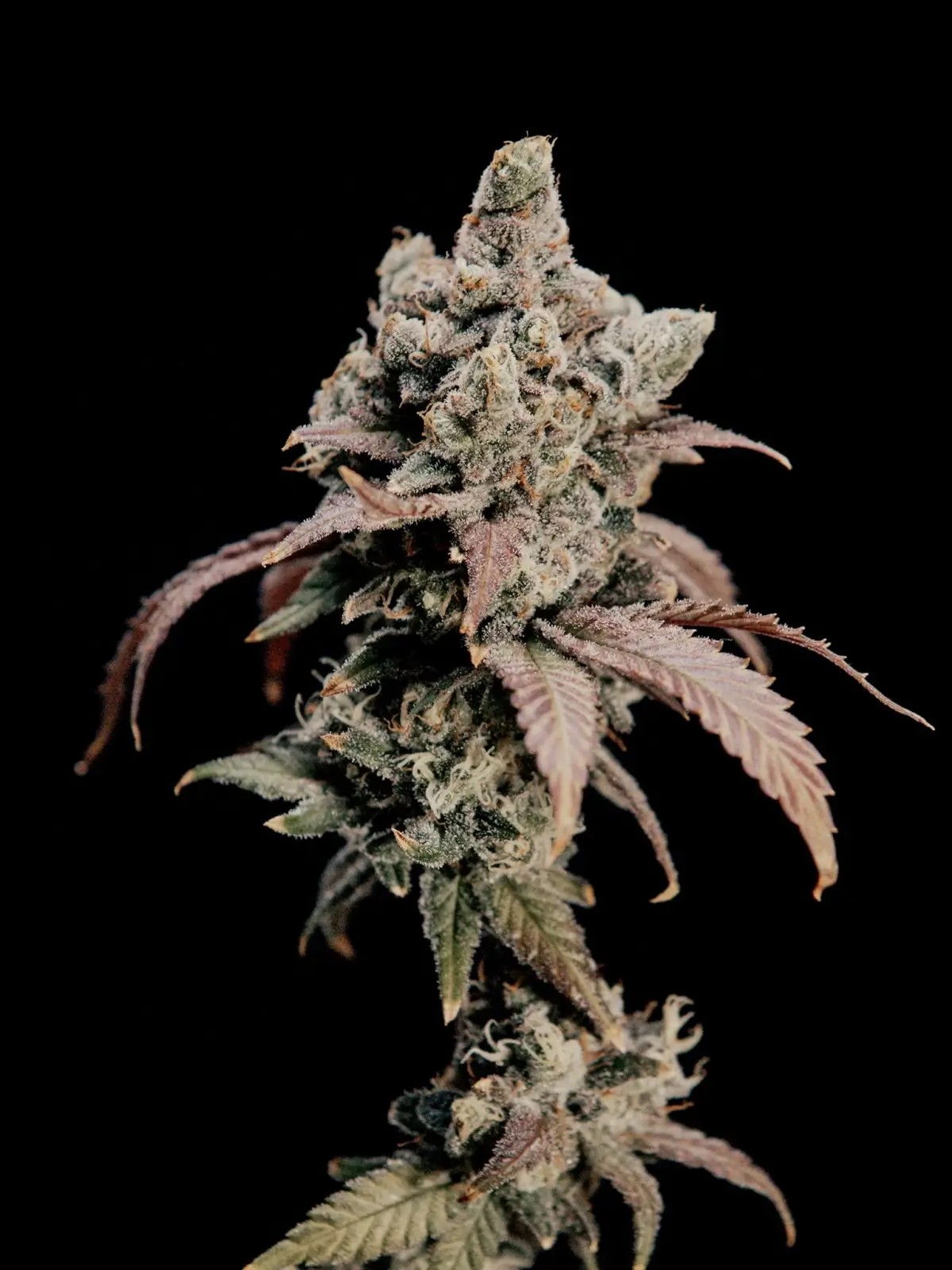 Hidden Vice Feminized by World Breeders