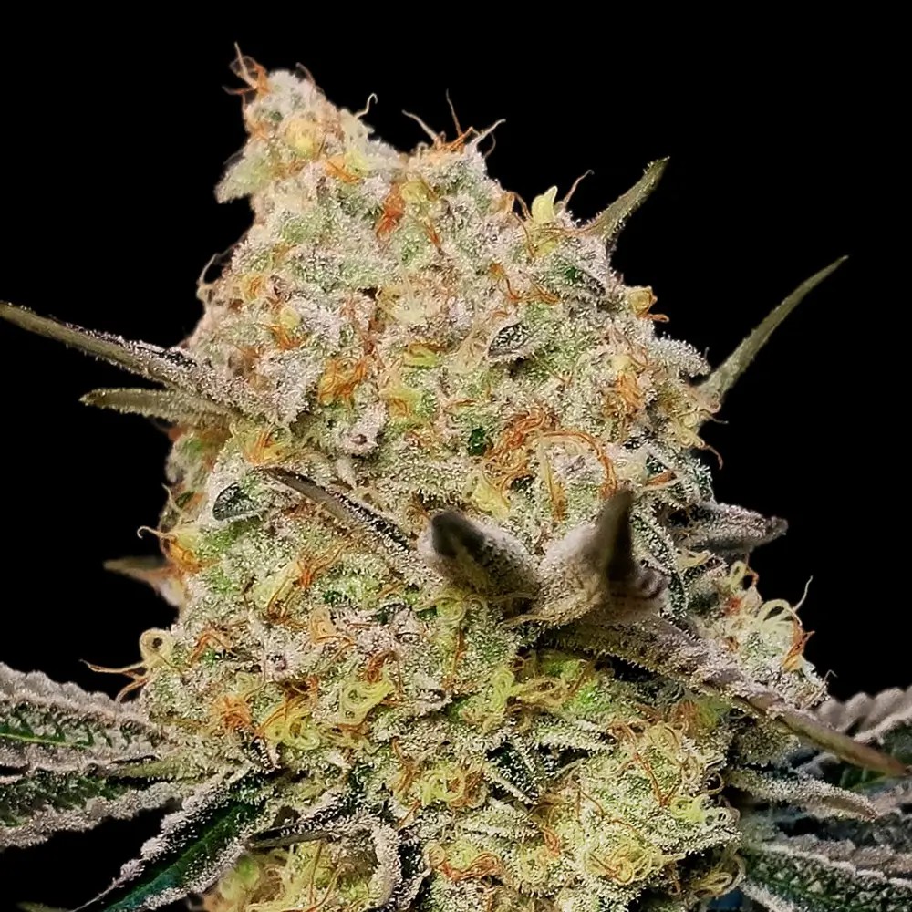 Gelato Mint Feminized by 00 Seeds Bank