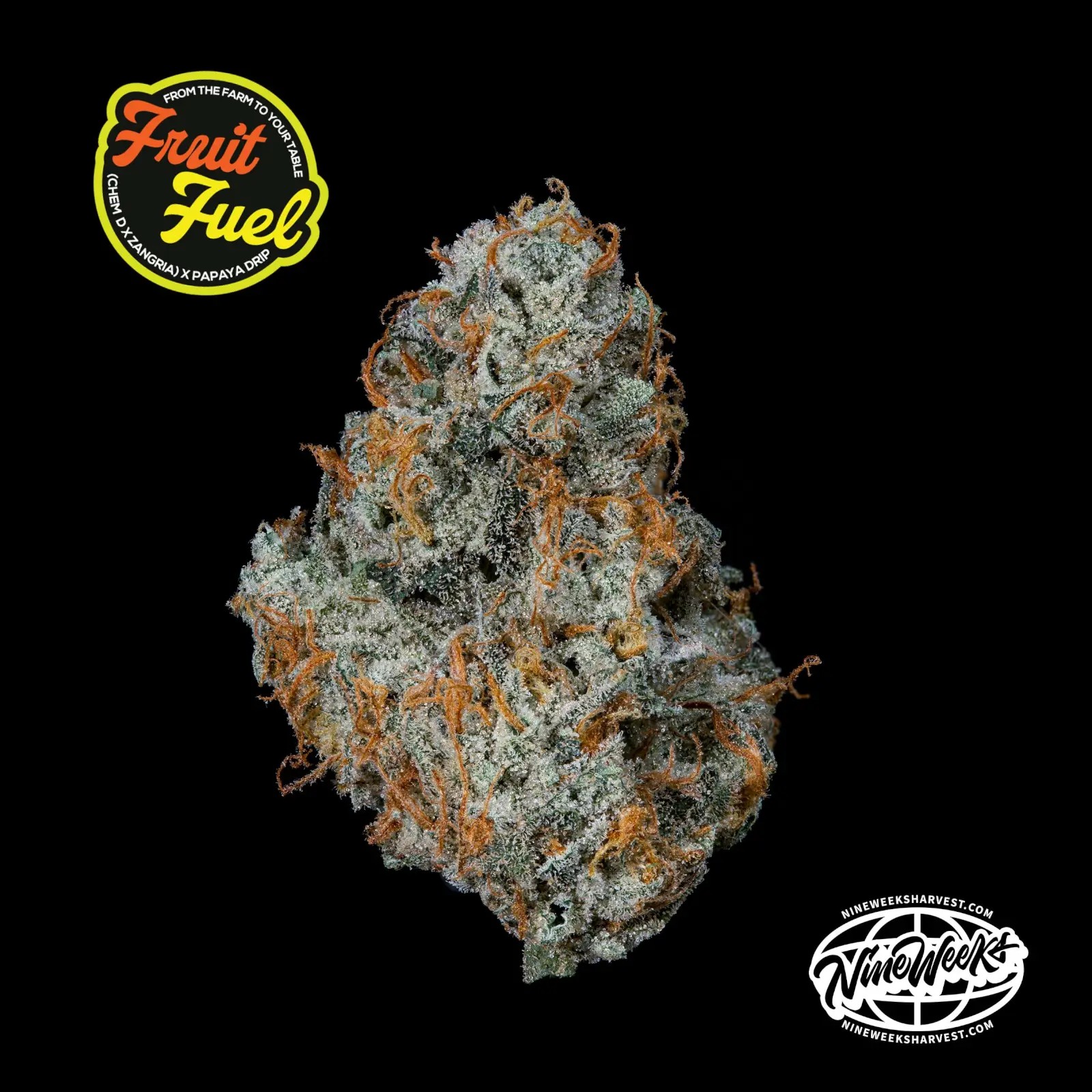 Fruit Fuel Feminized by Nine Weeks Harvest