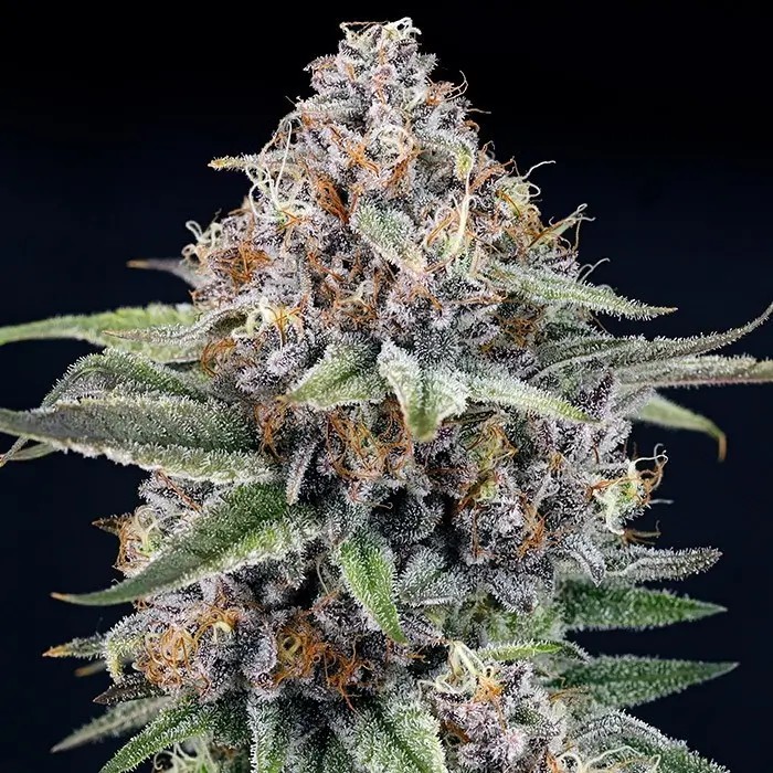 EyeBallZ Feminized by Ripper Seeds