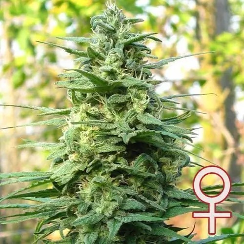 Leda Uno Feminized by K.C. Brains