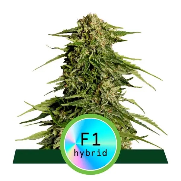 Epsilon F1 Auto Autoflower by Royal Queen Seeds