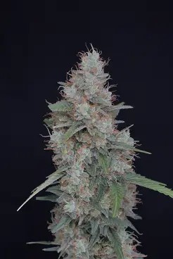 Honeyed Cream Dream Feminized by Pure Instinto
