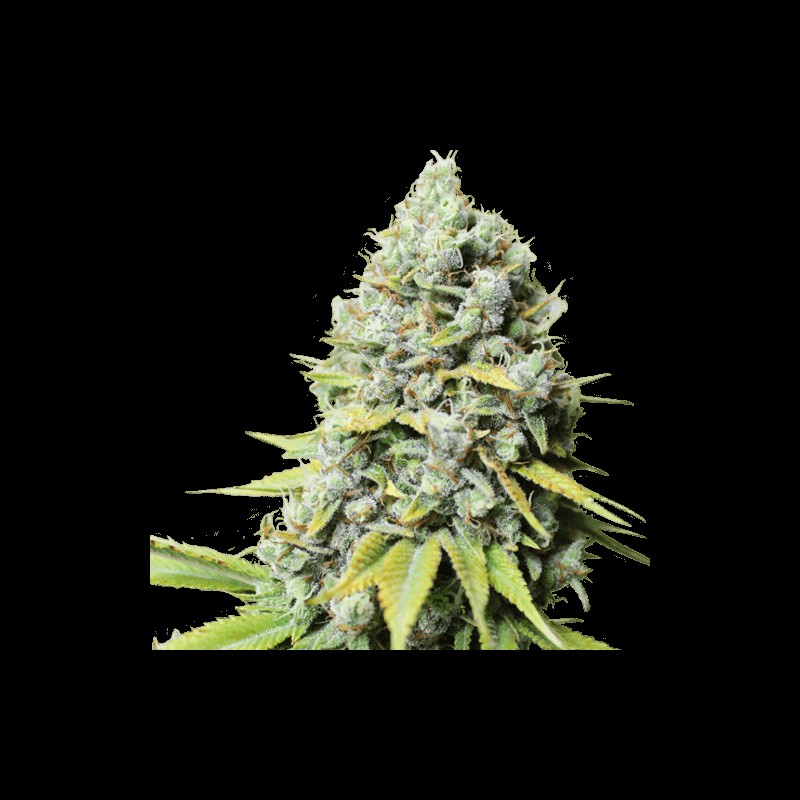 Kosher Haze Feminized by Super Sativa Seed Club