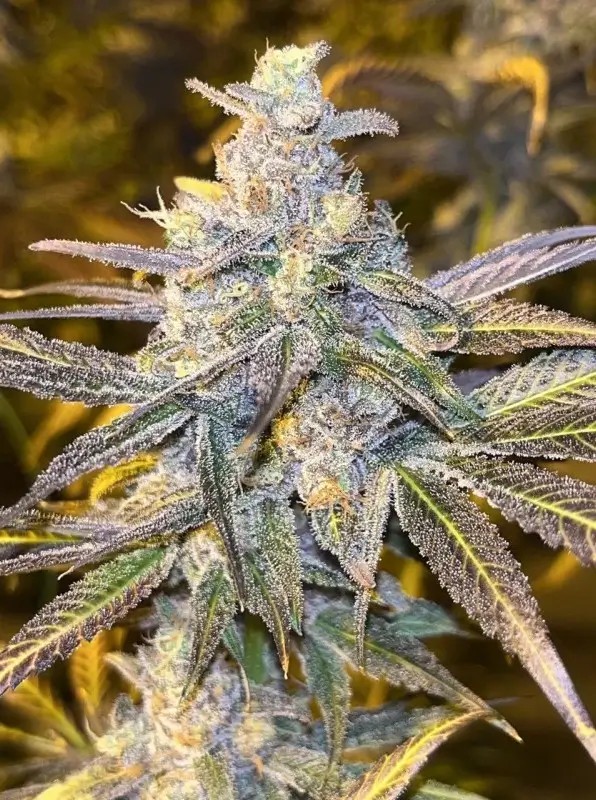 Frozen Biscotti Feminized by Dutch Passion