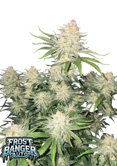 Frostbanger Auto Autoflower by Fast Buds