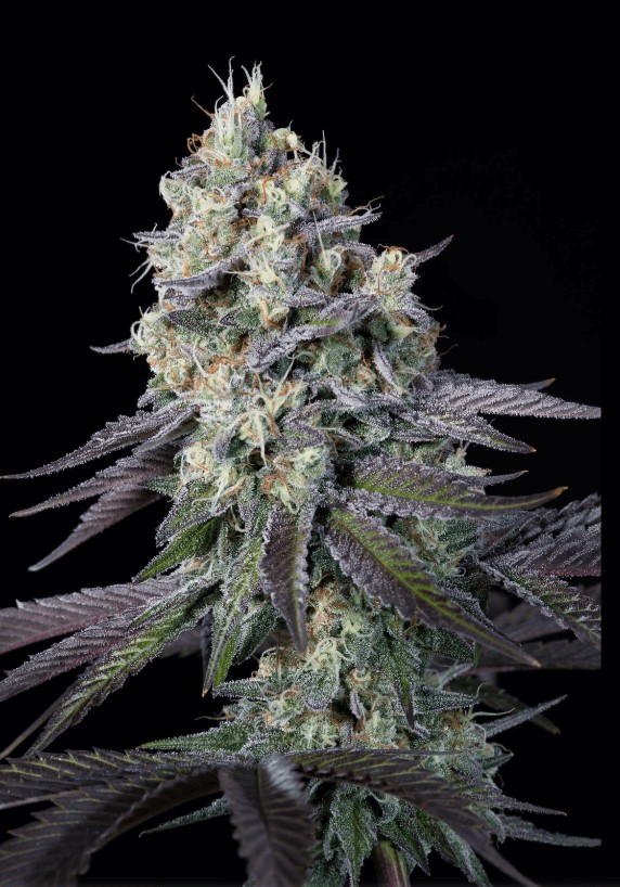 Purple Mints Feminized by Paradise Seeds
