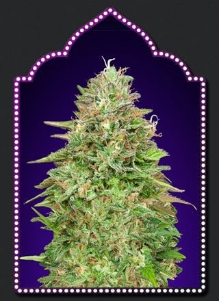 Critical Poison Fast Version Feminized by 00 Seeds Bank
