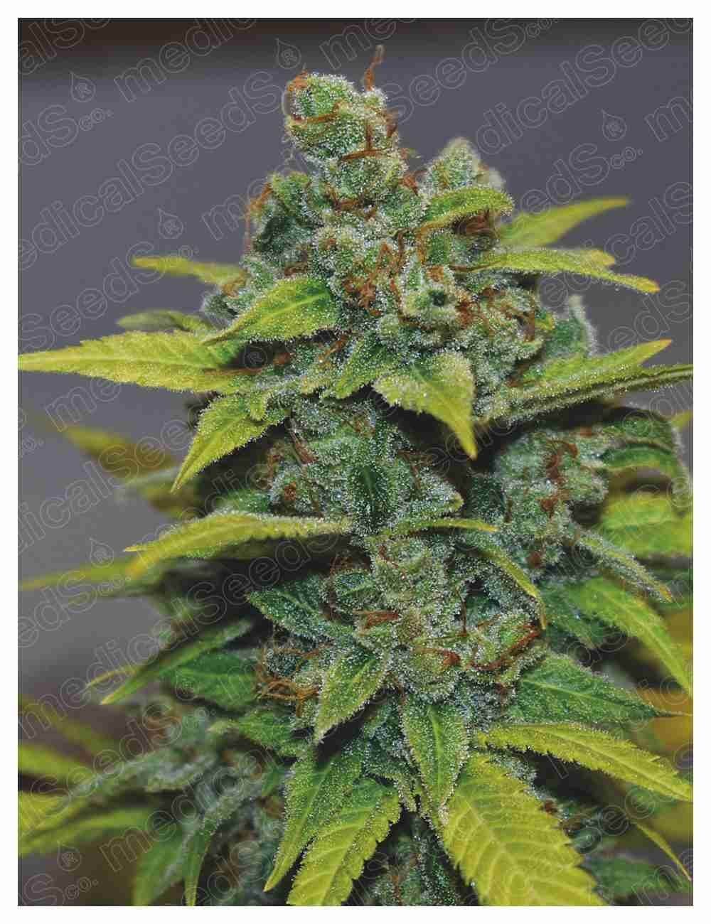 Banana Zkittlez Feminized by Medical Seeds