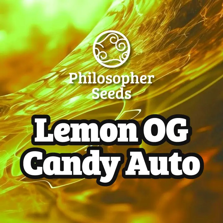 Lemon OG Candy Auto Autoflower by Philosopher Seeds