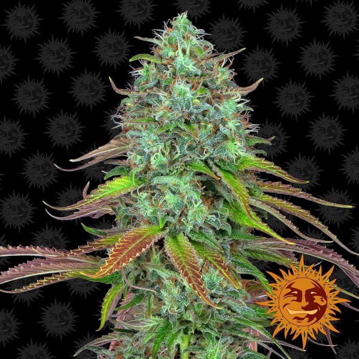 LSD Auto Autoflower by Barneys Farm