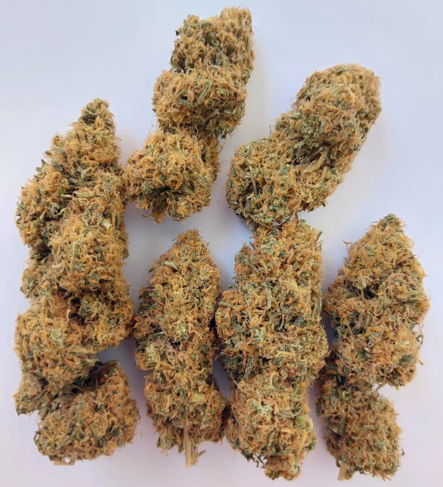 Magic Carrot Regular Regular by Ace Seeds