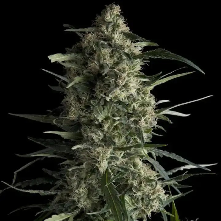 Galaxy Feminized by Pyramid Seeds