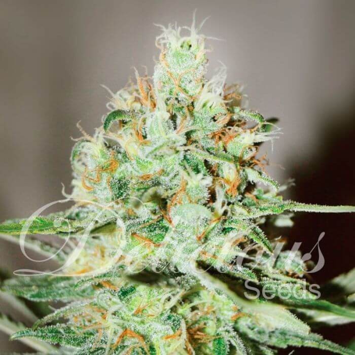 Jägg Kush Feminized by Delicious Seeds