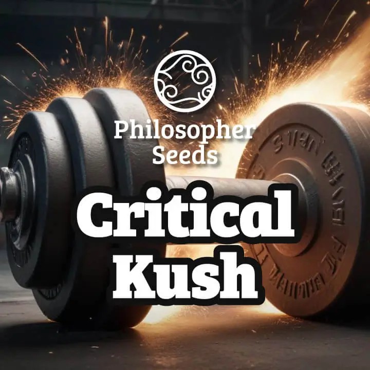 Critical Kush Feminized by Philosopher Seeds
