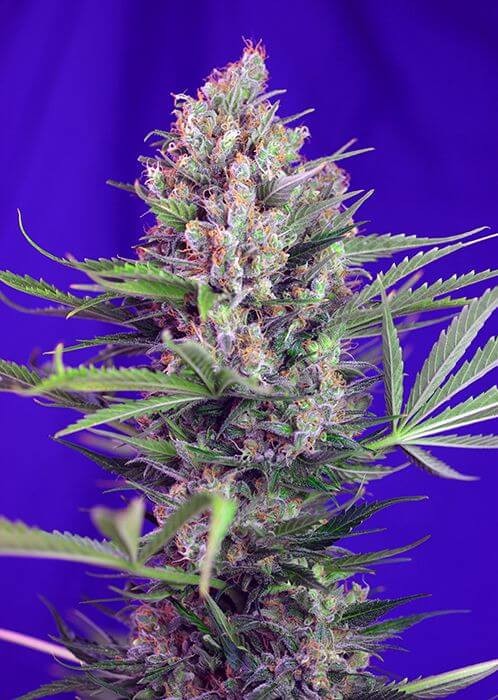 Cream Mandarine F1 Fast Version Feminized by Sweet Seeds