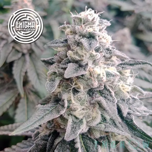 LA Wedding Pop Feminized by Enigma Genetics