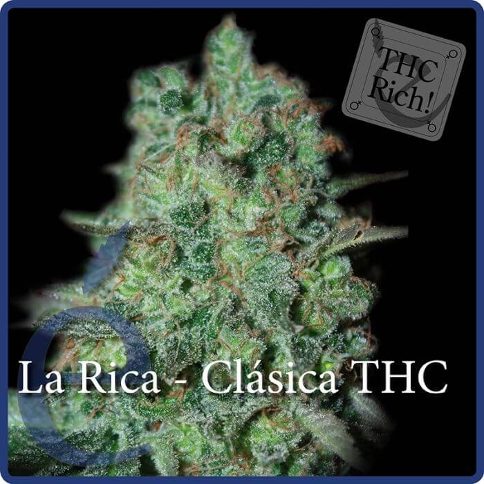 La Rica Feminized by Elite Seeds