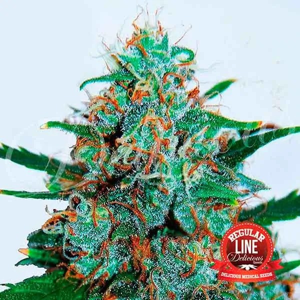Critical Neville Haze Auto Autoflower/Regular by Delicious Seeds