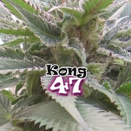 Kong 47 Feminized by Dr. Underground Seeds